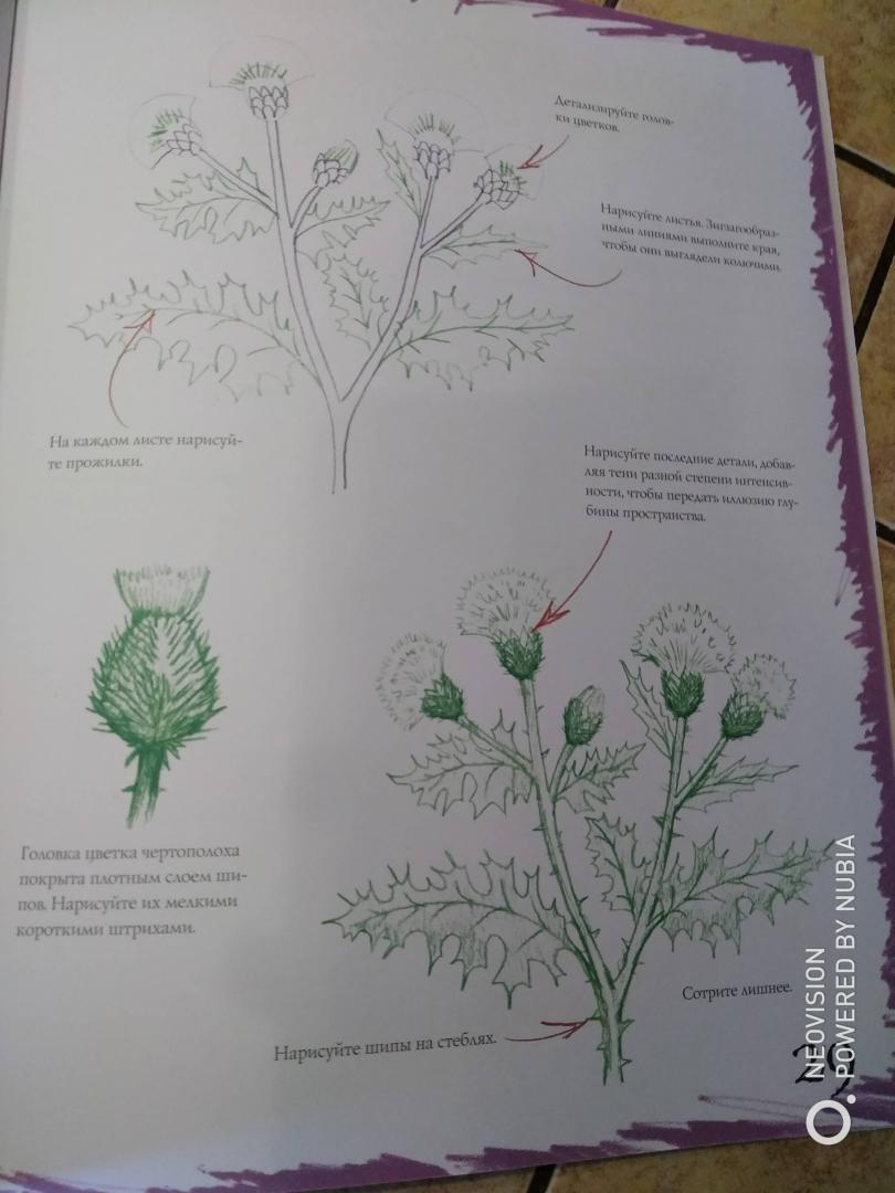 Иллюстрация 18 из 21 для Как рисовать. Цветы - Марк Берджин | Лабиринт - книги. Источник: Филифьонка