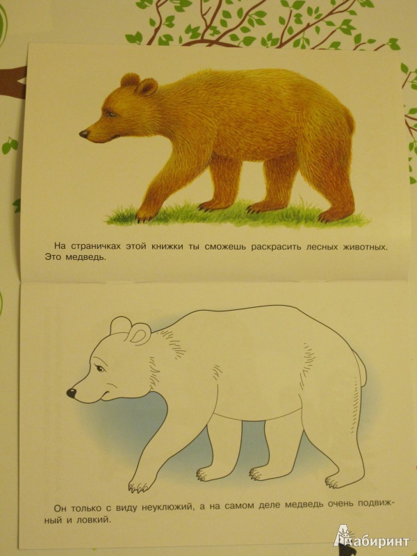 Иллюстрация 2 из 26 для Раскраска "Лесные животные" | Лабиринт - книги. Источник: Theory