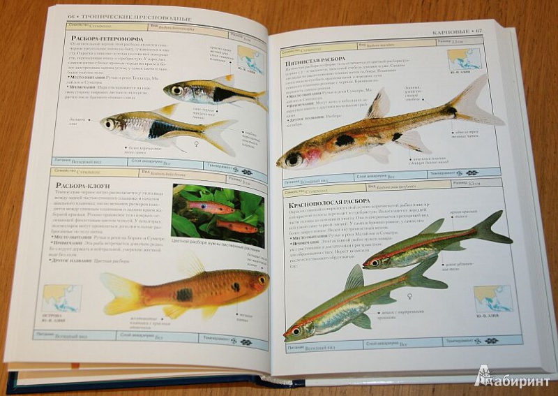 Иллюстрация 5 из 8 для Аквариумные рыбки - Дик Миллс | Лабиринт - книги. Источник: mashensil