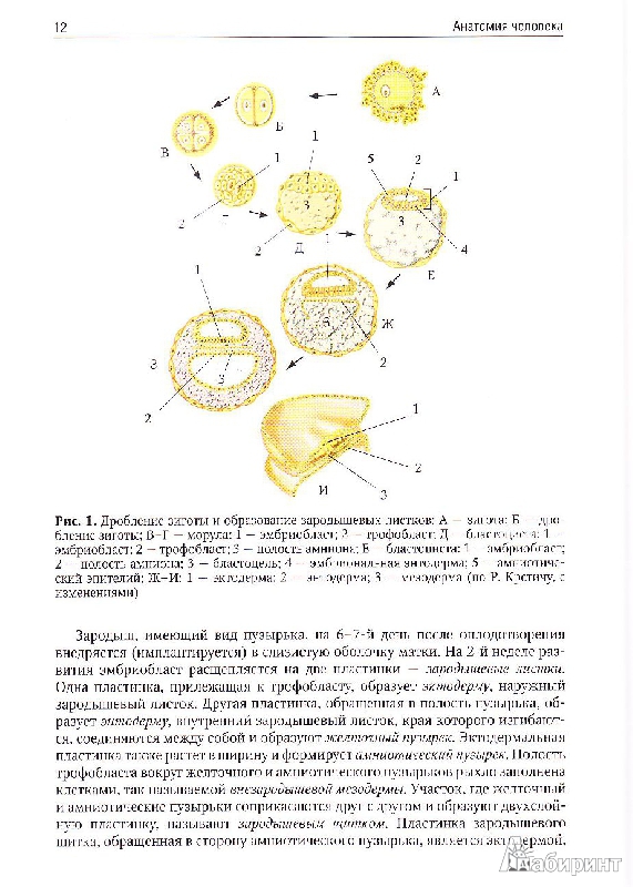 Иллюстрация 2 из 9 для Анатомия человека. Учебник для педагогических вузов - Брыксина, Сапин, Чава | Лабиринт - книги. Источник: Юляша