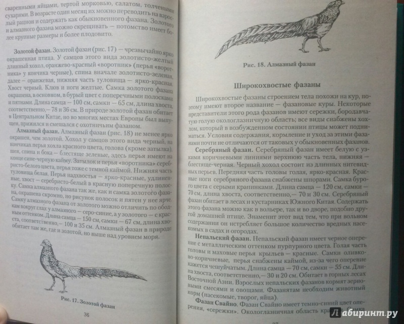 Иллюстрация 2 из 6 для Разведение экзотических домашних птиц - Светлана Бондаренко | Лабиринт - книги. Источник: SiB