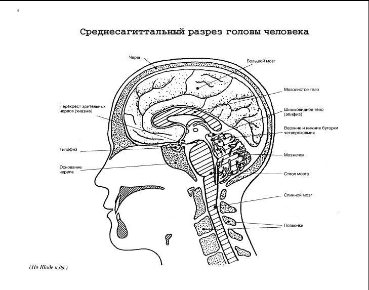 Иллюстрация 3 из 12 для Атлас "Нервная система человека" | Лабиринт - книги. Источник: alexss