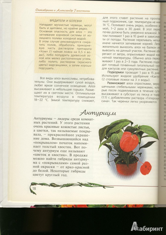 Иллюстрация 14 из 15 для Любимые домашние цветы - Ганичкина, Ганичкин | Лабиринт - книги. Источник: ЛиС-а