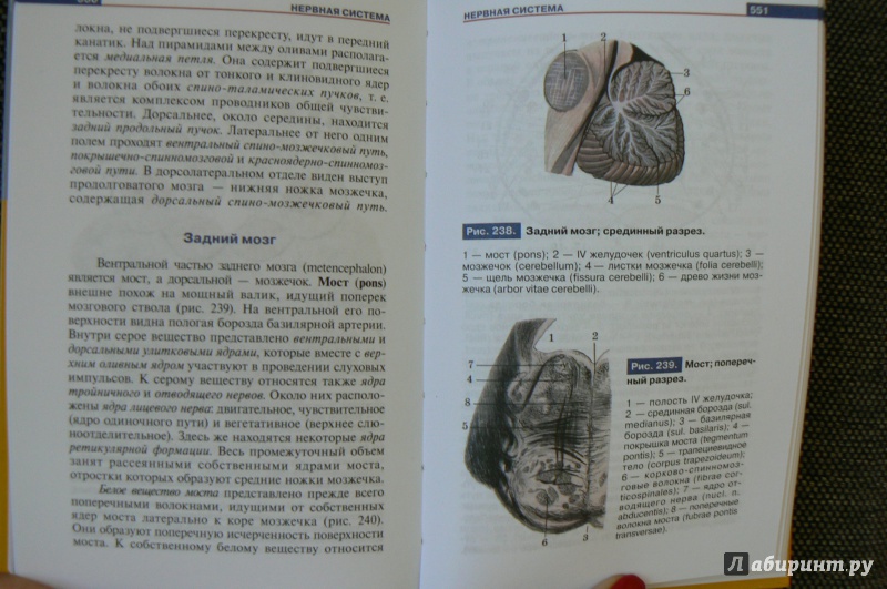Иллюстрация 16 из 16 для Атлас анатомии человека. Учебное пособие - Рудольф Самусев | Лабиринт - книги. Источник: Марина