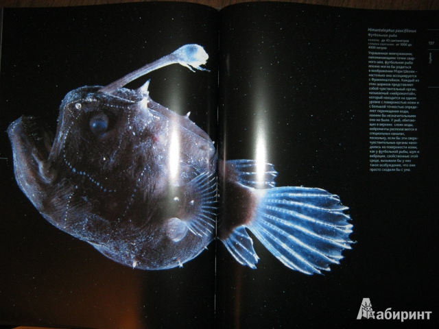 Иллюстрация 15 из 31 для Глубина. Таинственный мир океанских пучин - Клер Нувиан | Лабиринт - книги. Источник: Евгения39