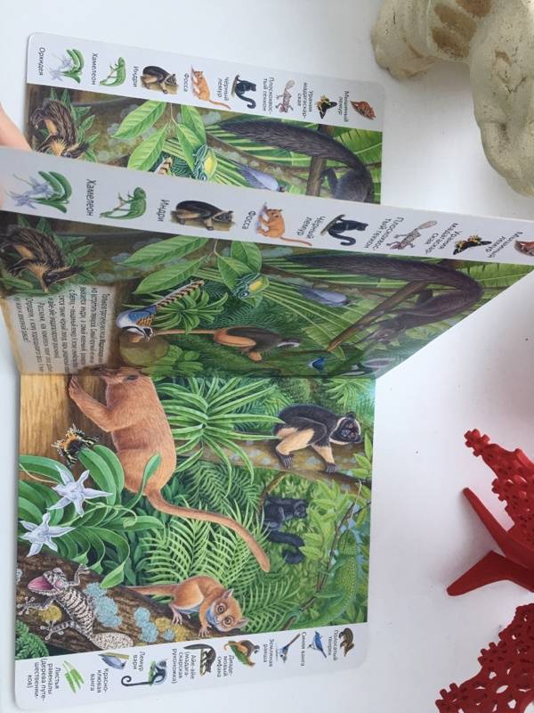 Иллюстрация 33 из 39 для Животные и растения тропических лесов | Лабиринт - книги. Источник: Лабиринт