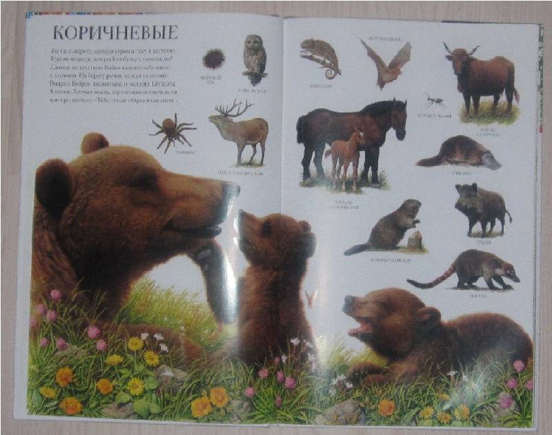 Иллюстрация 31 из 31 для Большой атлас животных - Селин Потард | Лабиринт - книги. Источник: satin