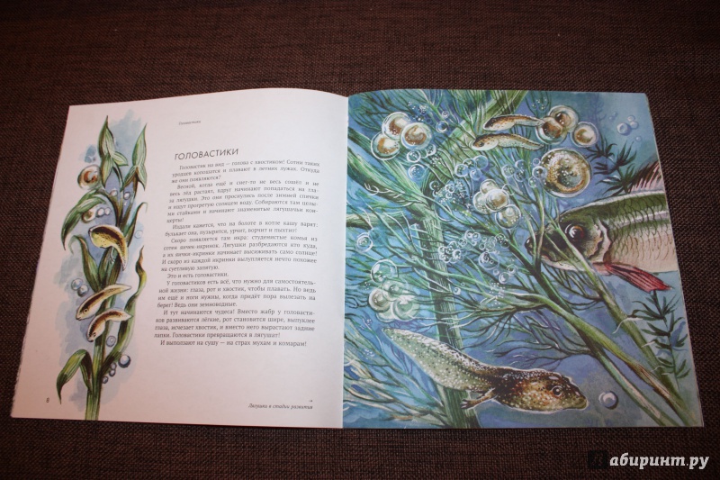 Иллюстрация 12 из 74 для Земноводные - Николай Сладков | Лабиринт - книги. Источник: Bradbury