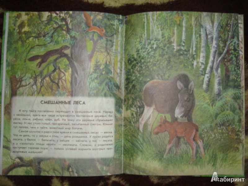 Иллюстрация 8 из 40 для Азбука живой природы - Александр Барков | Лабиринт - книги. Источник: Мама, просто мама