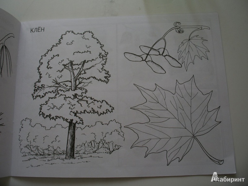 Иллюстрация 13 из 16 для Деревья, плоды, листья. Изучаем и раскрашиваем | Лабиринт - книги. Источник: Tiger.