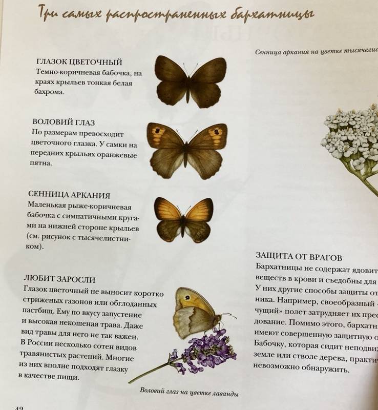 Зеленая книга бабочки