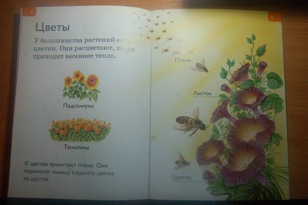 Иллюстрация 12 из 14 для Растения и грибы - Дениз Райан | Лабиринт - книги. Источник: Ясинская  Анна Михайловна