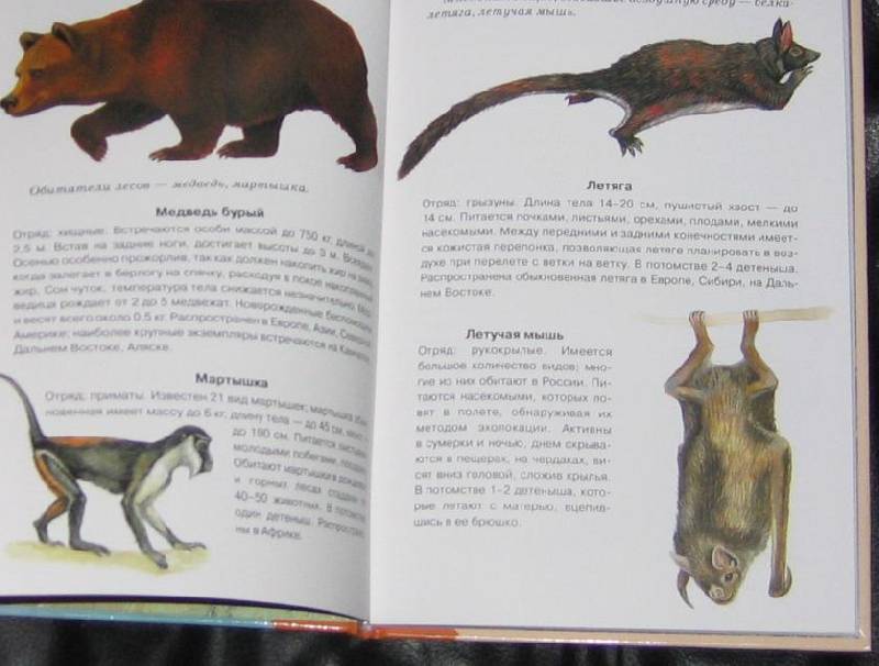 Иллюстрация 1 из 32 для Млекопитающие. Школьный путеводитель - Марк Махлин | Лабиринт - книги. Источник: Кira