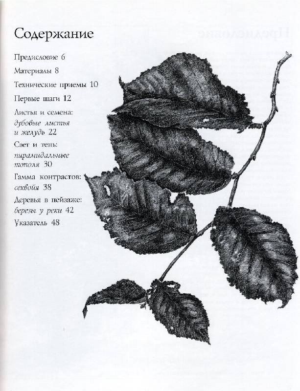 Иллюстрация 1 из 3 для Рисуем деревья - Денис Джон-Нейлор | Лабиринт - книги. Источник: *  Татьяна *