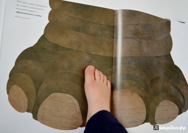Иллюстрация 20 из 84 для Сравни! Животные в натуральную величину - Стив Дженкинс | Лабиринт - книги. Источник: Мама-Шурика  .