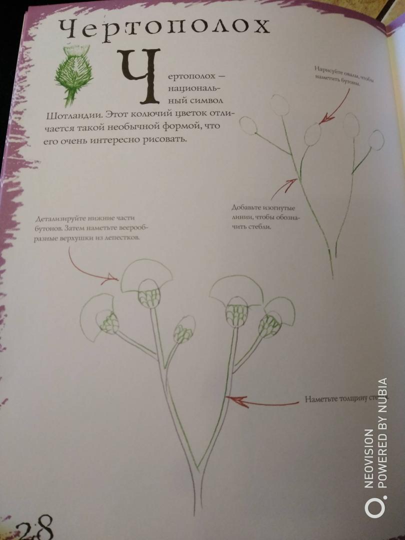 Иллюстрация 17 из 21 для Как рисовать. Цветы - Марк Берджин | Лабиринт - книги. Источник: Филифьонка