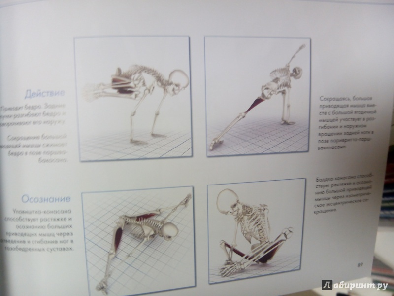 Иллюстрация 7 из 23 для Ключевые мышцы йоги - Рэй Лонг | Лабиринт - книги. Источник: zabluTshaya