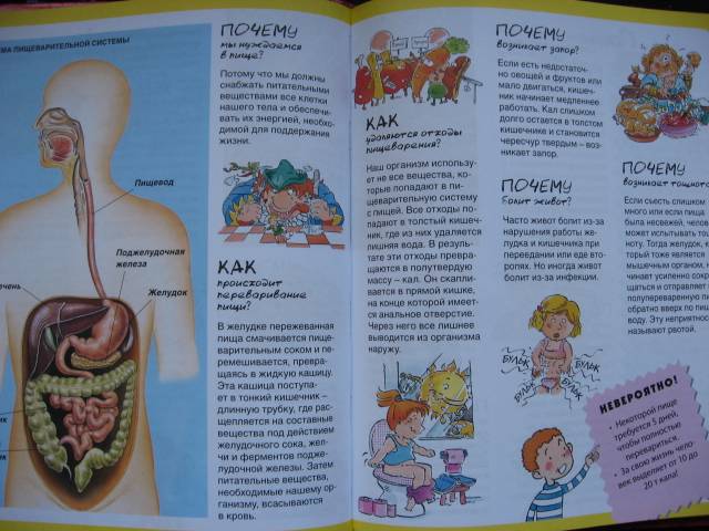 Книга тело еда. Тело человека книга для детей. Детская книга про организм человека. Книга тело человека для детей 0. Бомон тело человека.