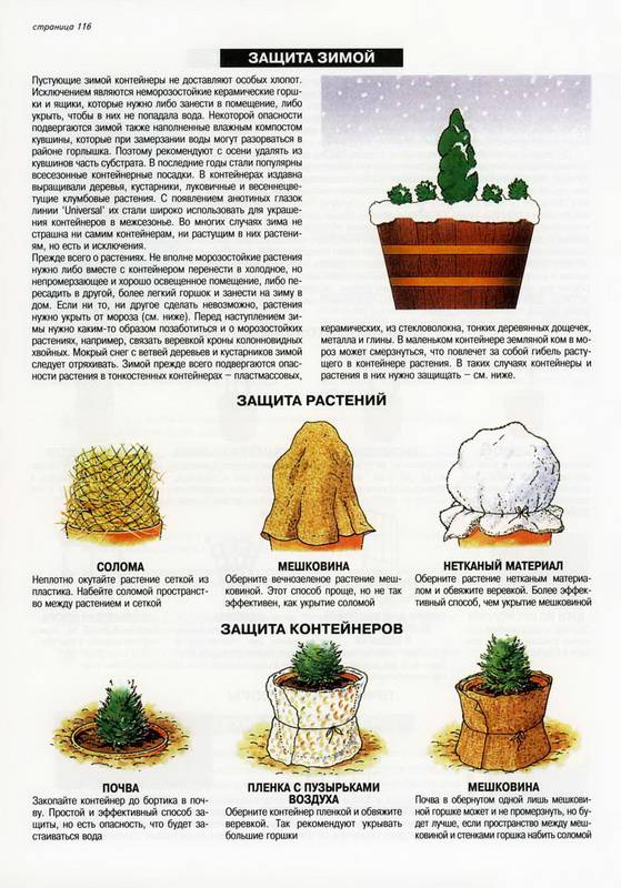 Иллюстрация 32 из 33 для Все о контейнерных растениях - Дэвид Хессайон | Лабиринт - книги. Источник: Ялина