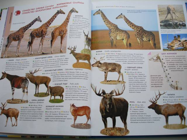 Иллюстрация 29 из 37 для Животные. Лучшие фотографии со всего мира | Лабиринт - книги. Источник: Осьминожка