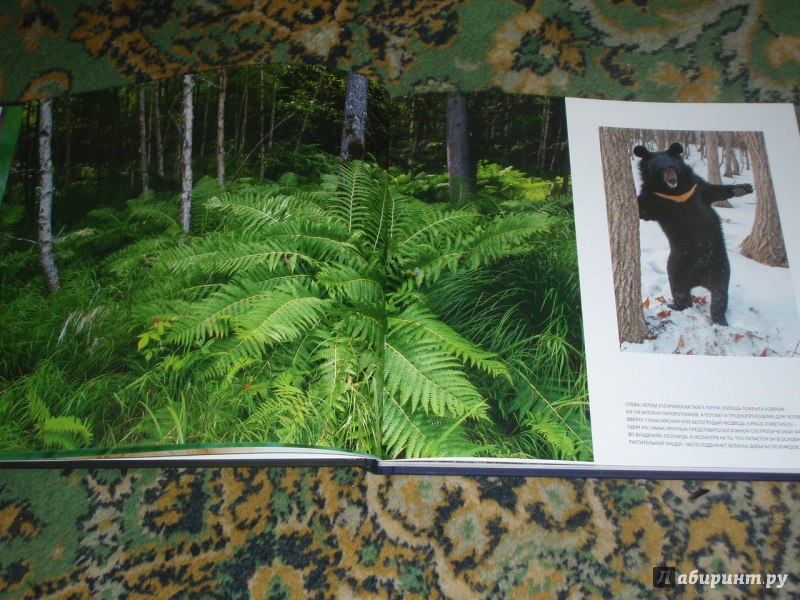 Иллюстрация 21 из 39 для Мои знакомые леопарды - Валерий Малеев | Лабиринт - книги. Источник: солнечная поганка