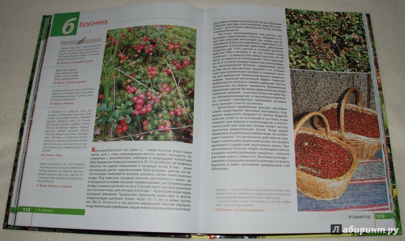 Иллюстрация 7 из 16 для Грибы, ягоды и полезные травы - Татьяна Ильина | Лабиринт - книги. Источник: Книжный кот