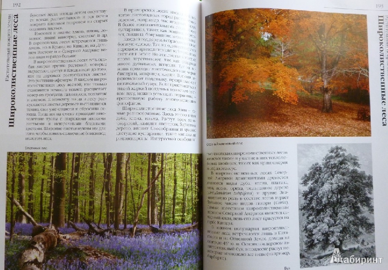 Иллюстрация 38 из 50 для В мире растений - Дикарева, Леонова | Лабиринт - книги. Источник: дева