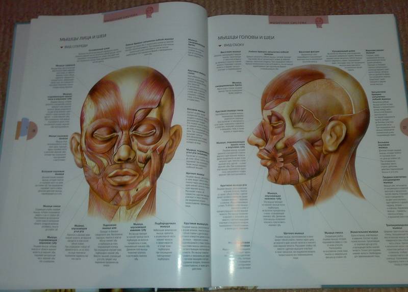 Иллюстрация 26 из 32 для Атлас анатомии человека - Виге, Орте | Лабиринт - книги. Источник: Ялина