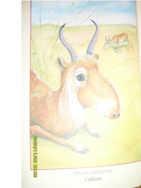 Иллюстрация 22 из 24 для В мире животных - Игорь Акимушкин | Лабиринт - книги. Источник: Марта