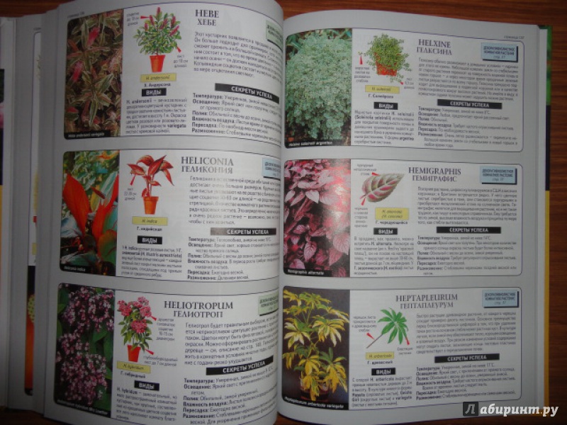 Иллюстрация 6 из 31 для Все о комнатных растениях - Дэвид Хессайон | Лабиринт - книги. Источник: Kristin