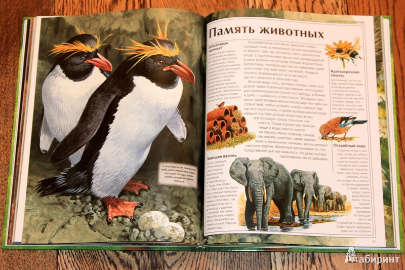 Иллюстрация 13 из 54 для Мир удивительных животных - Стоунхауз, Бертрам | Лабиринт - книги. Источник: St  Алла