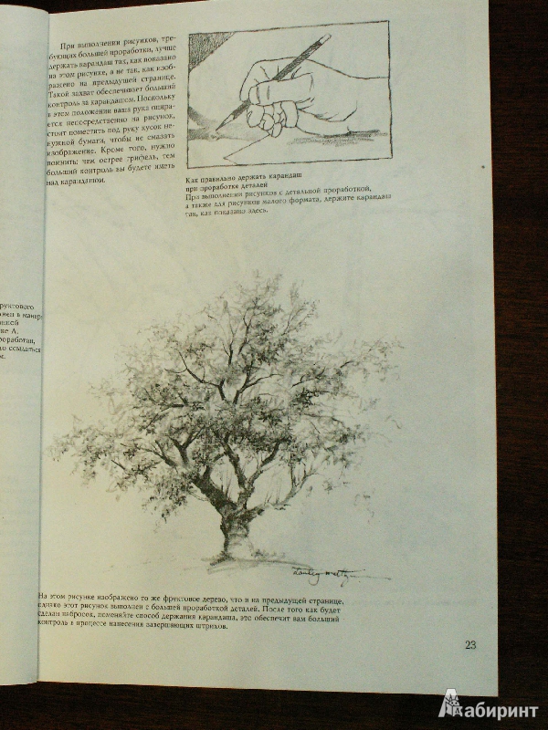 Иллюстрация 53 из 61 для Деревья - Стенли Молцмен | Лабиринт - книги. Источник: Воронина  Екатерина Фёдоровна