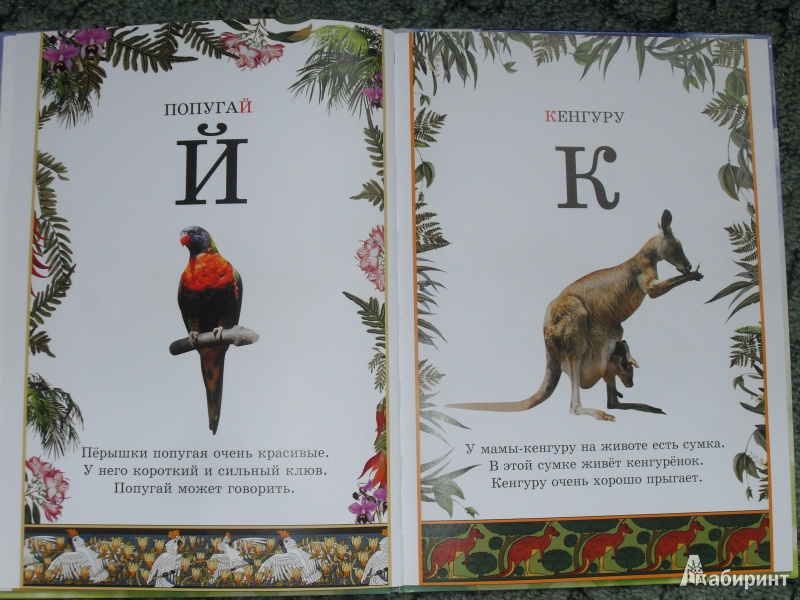 Иллюстрация 10 из 34 для Иллюстрированная азбука животного мира | Лабиринт - книги. Источник: zhukova_vika