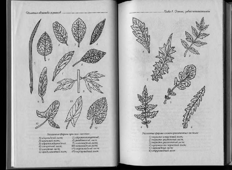 Иллюстрация 26 из 38 для Полезные свойства сорняков - Нелли Кислова | Лабиринт - книги. Источник: Юта