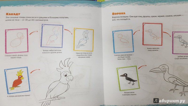 Иллюстрация 4 из 5 для Учимся рисовать. Птицы | Лабиринт - книги. Источник: Теплова  Юлия