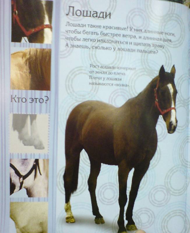 Иллюстрация 2 из 17 для Мои любимые лошадки | Лабиринт - книги. Источник: Настёна