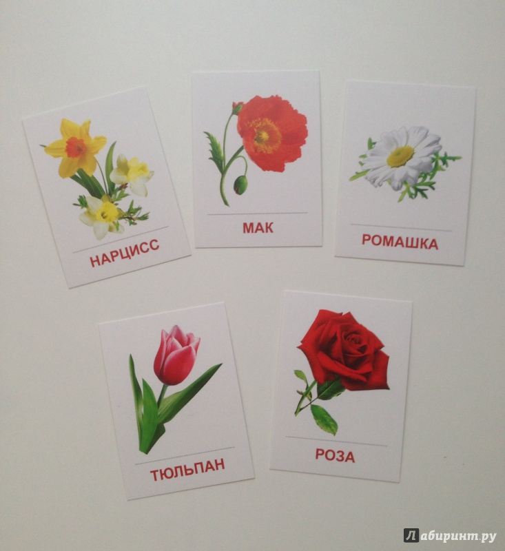 Иллюстрация 10 из 17 для Раздаточные карточки "Цветы садовые" (16 карточек) | Лабиринт - книги. Источник: Xikary