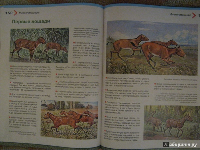 Иллюстрация 21 из 35 для Большая энциклопедия животных для детей - Brewer, Farndon | Лабиринт - книги. Источник: Евгения39