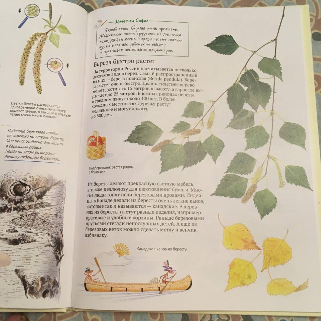 Иллюстрация 45 из 46 для Софи в мире деревьев - Стефан Каста | Лабиринт - книги. Источник: Фролов  Аркадий