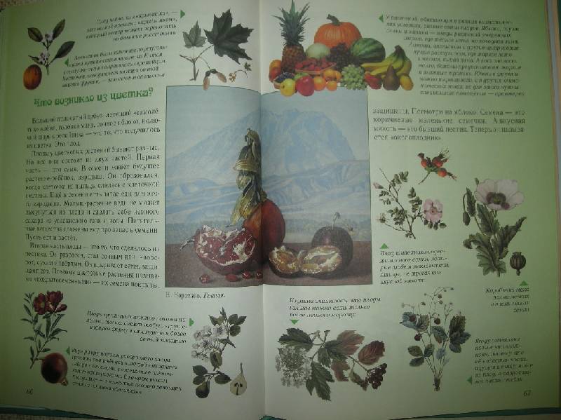 Иллюстрация 46 из 49 для Занимательная ботаника - Светлана Лаврова | Лабиринт - книги. Источник: Мартынова  Анна Владимировна