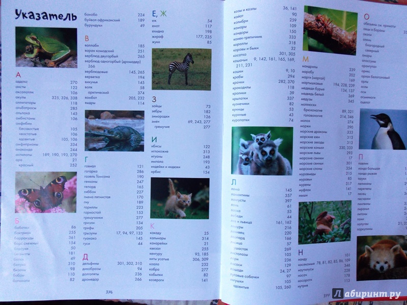 Иллюстрация 58 из 104 для Моя большая книга о животных. 1000 фотографий - Наталья Куйе | Лабиринт - книги. Источник: Virchenko  Lenka
