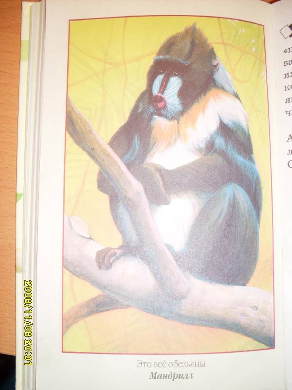 Иллюстрация 24 из 24 для В мире животных - Игорь Акимушкин | Лабиринт - книги. Источник: Марта