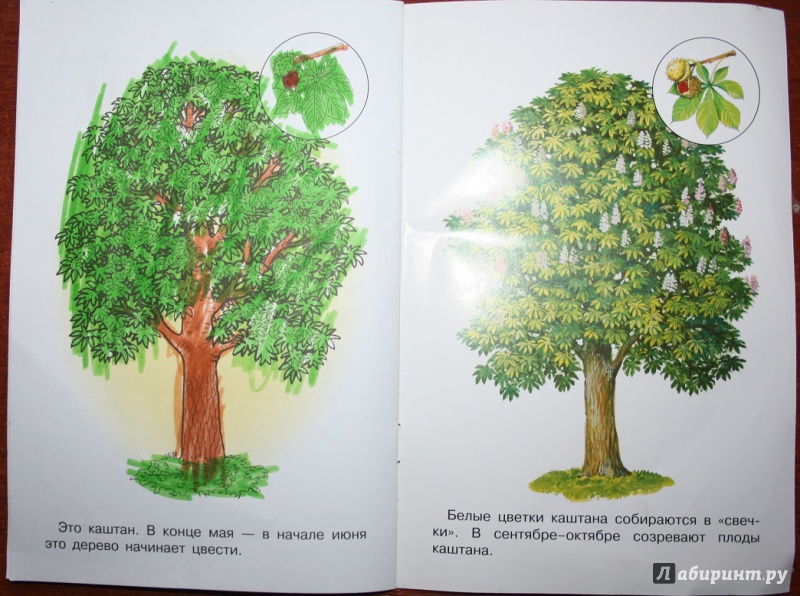 Иллюстрация 21 из 21 для Раскраска. Раскрашиваем и учимся. Деревья | Лабиринт - книги. Источник: Рудис  Александра