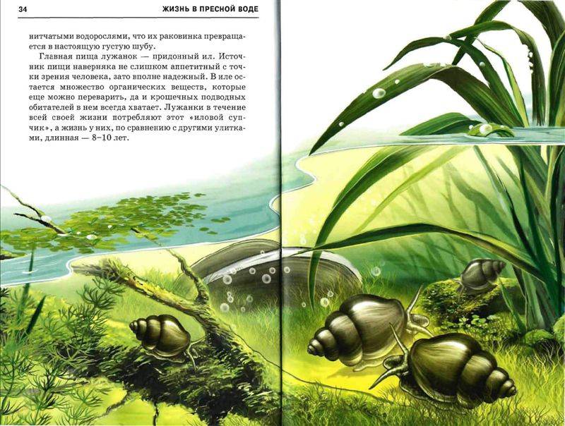 Иллюстрация 22 из 49 для Жизнь в пресной воде - Сергей Афонькин | Лабиринт - книги. Источник: Юта