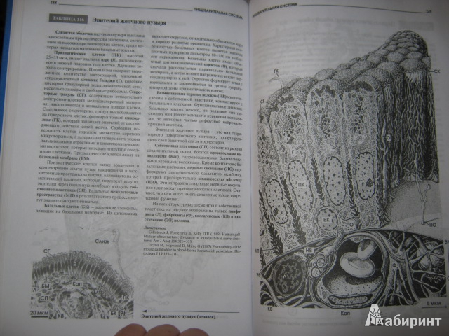 Иллюстрация 7 из 11 для Атлас микроскопической анатомии человека - Радивой Крстич | Лабиринт - книги. Источник: Евгения39