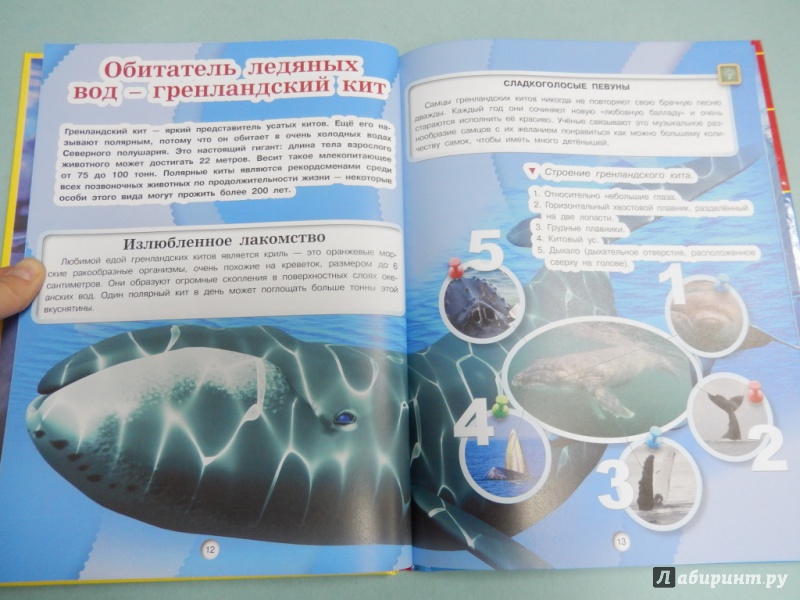 Иллюстрация 6 из 32 для Киты, дельфины и акулы - Дмитрий Кошевар | Лабиринт - книги. Источник: dbyyb