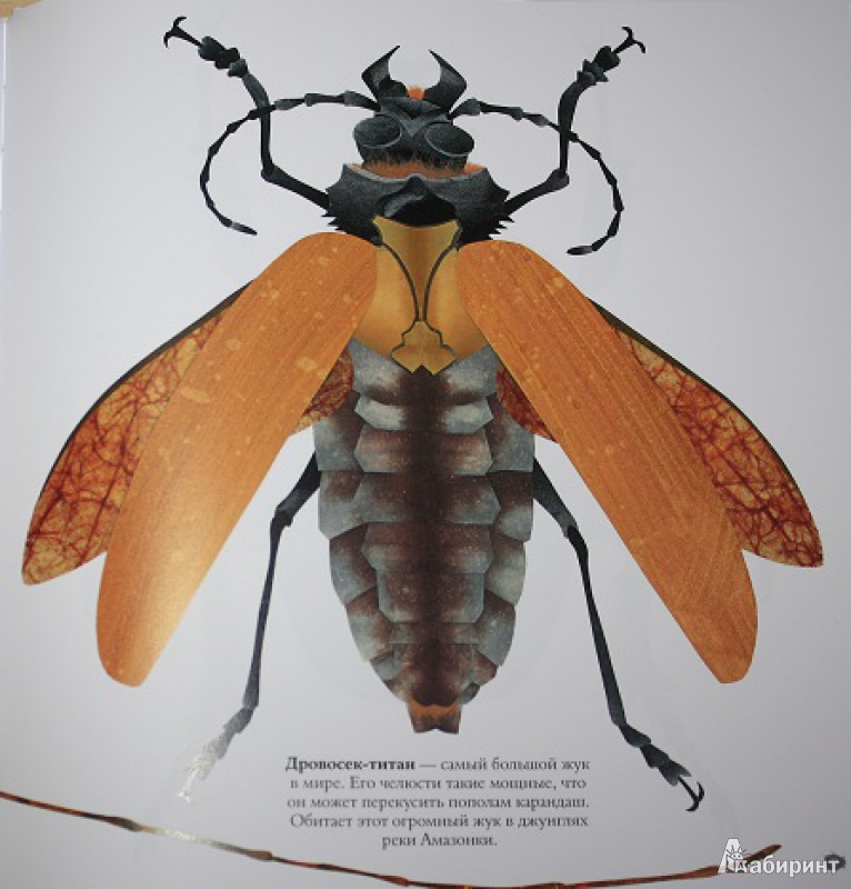 Иллюстрация 31 из 43 для В мире жуков. Интересные факты о животных - Стив Дженкинс | Лабиринт - книги. Источник: КНИЖНОЕ ДЕТСТВО
