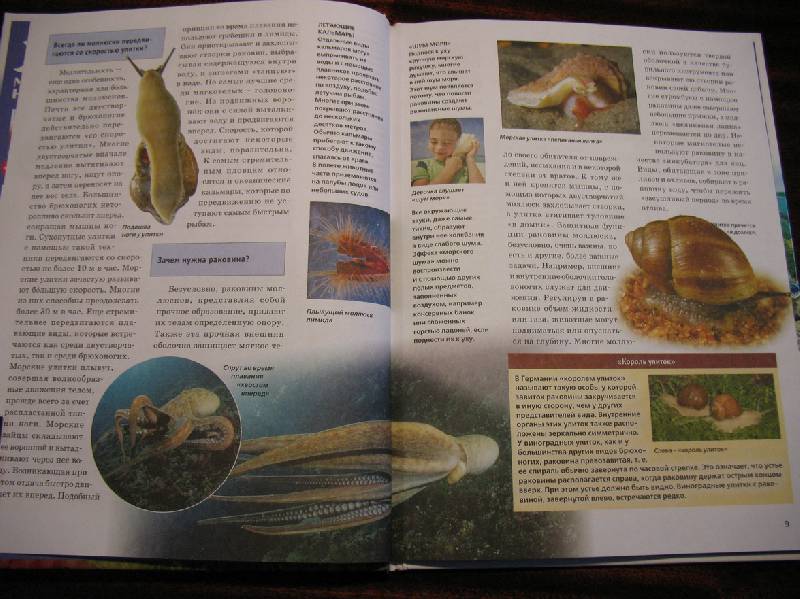 Иллюстрация 9 из 18 для Мир моллюсков от улиток до осьминогов - Дитмар Мертенс | Лабиринт - книги. Источник: tayana