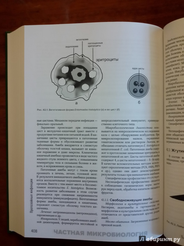 Иллюстрация 34 из 40 для Медицинская микробиология и иммунология. Учебник - Мальцев, Пашков | Лабиринт - книги. Источник: olegiv