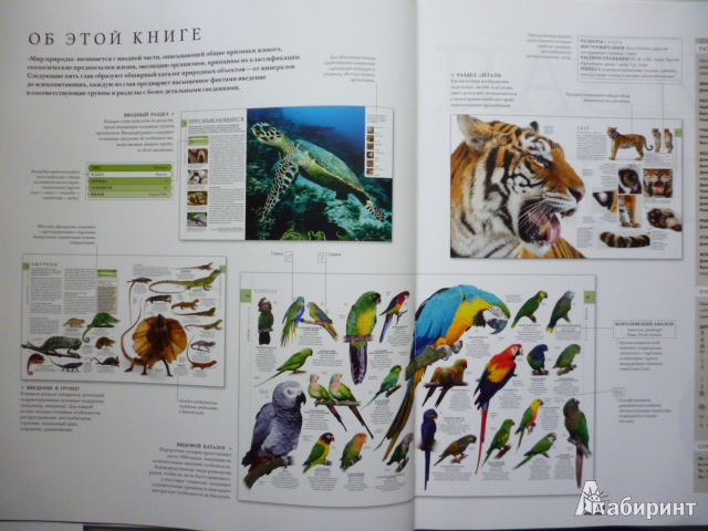 Иллюстрация 9 из 46 для Мир природы - Битти, Диминг, Бир | Лабиринт - книги. Источник: obana